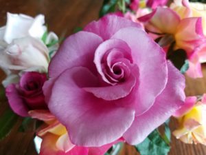 Image: Pink rose top view