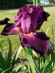 Image: Purple Iris