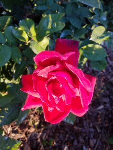 Image: One red rose with sunlight glinting on it