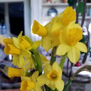 Image: Daffodill bouquet