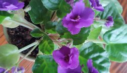 Image: African Violet