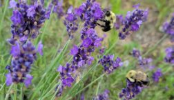 Image: Two bees on lavender stems