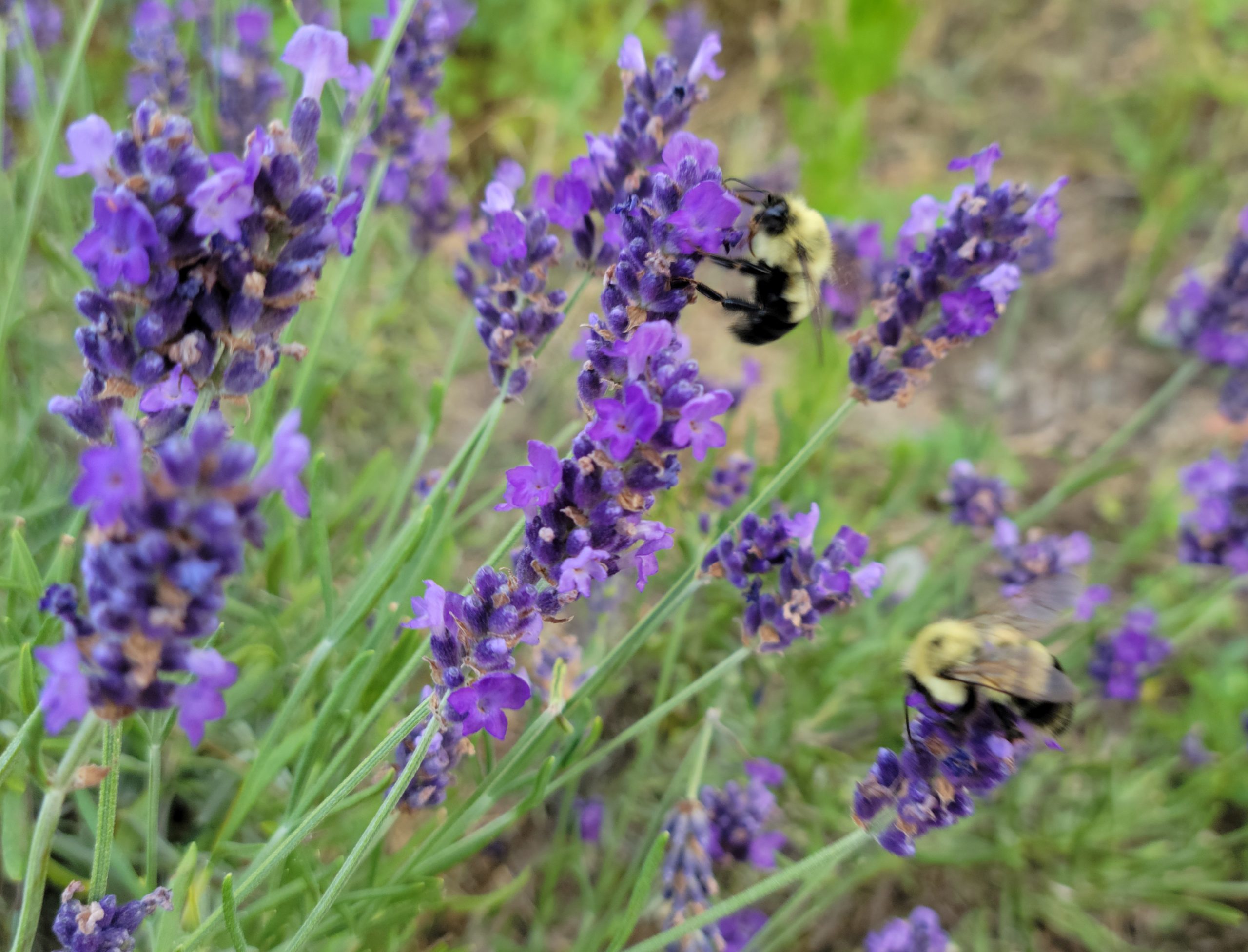 Image: Two bees on lavender stems