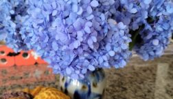 Image: Blue hydrangeas with Read Local button