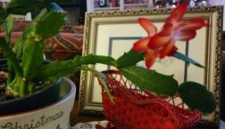 Image: Christmas Cactus in Bloom