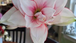 Image: Amaryllis bloom