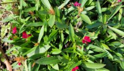 Image: Early Dianthus Blooms